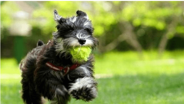 ѩ������ô���ݣ�ѩ��������ʵ���̳�