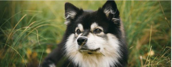 阿拉斯加犬头发干燥怎么办怎么让小狗头发顺滑靓丽 阿拉斯加犬头发干燥怎么办怎么让小狗头发顺滑靓丽