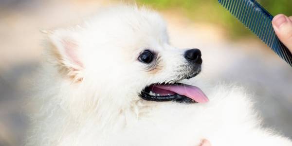 让博美犬头发好看7种食材,你喂了没有? 让博美犬头发好看7种食材,你喂了没有?