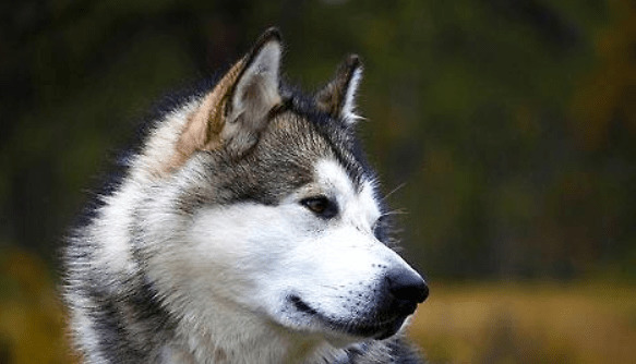 ������˹�ӳ�ʲô������ë��