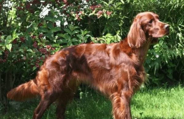 ������ѩ��Ȯ��ë��������������������Ȯ��ë��?