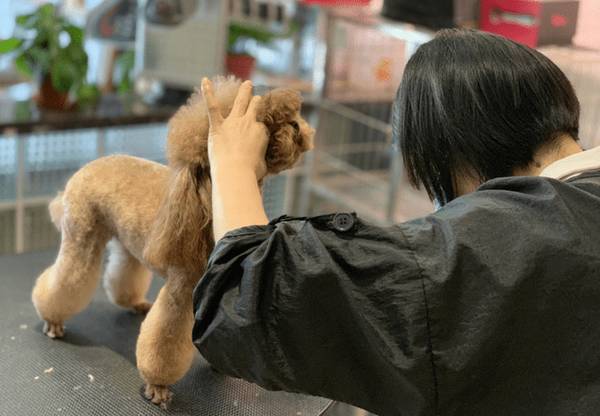 当下最受欢迎的“泰迪造型”,要想泰迪变好看,就从这当中选择吧! 当下最受欢迎的“泰迪造型”,要想泰迪变好看,就从这当中选择吧