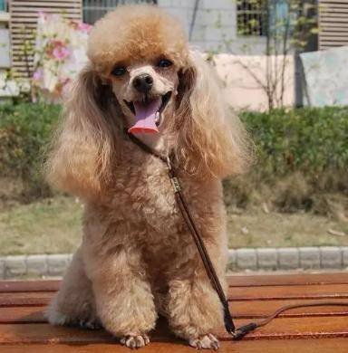 当下最受欢迎的“泰迪造型”,要想泰迪变好看,就从这当中选择吧! 当下最受欢迎的“泰迪造型”,要想泰迪变好看,就从这当中选择吧