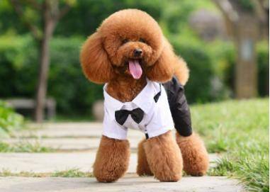 �������ܻ�ӭ�ġ�̩�����͡���Ҫ��̩�ϱ�ÿ����ʹ��⵱��ѡ���