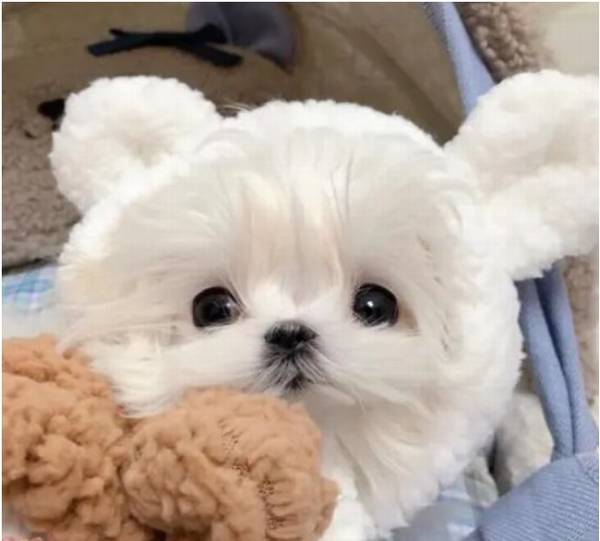 ������������˹Ȯ��ɶ��ë��������˹Ȯë����α���