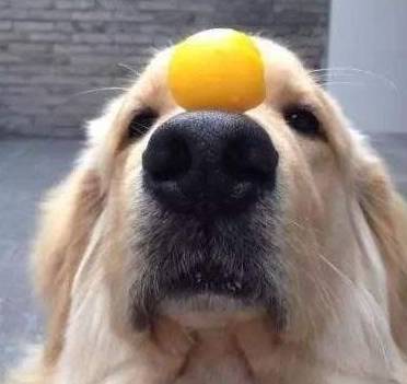 揭密!狗狗鸡蛋黄美毛的密秘:每天填补蛋黄,就能帮狗狗美毛? 揭密!狗狗鸡蛋黄美毛的密秘:每天填补蛋黄,就能帮狗狗美毛?