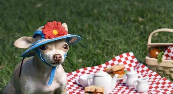 想养狗但不愿遛猫遛狗?下边5种小狗最合适,活动量尤其小 想养狗但不愿遛猫遛狗?下边5种小狗最合适,活动量尤其小