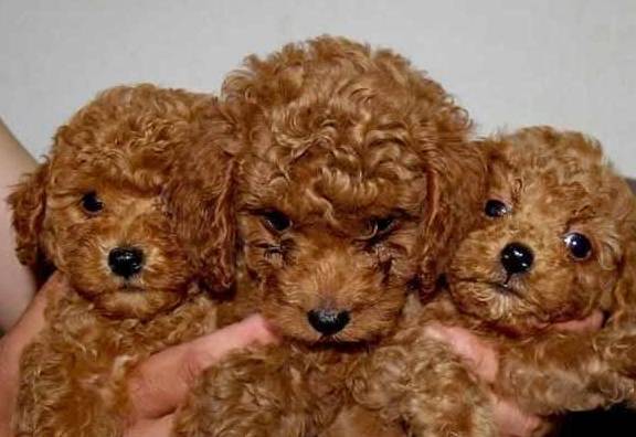 泰迪犬价格不一样,全是这4个要素决策的! 泰迪犬价格不一样,全是这4个要素决策的!