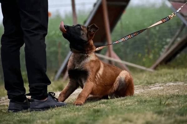 看了这5点,才知道马犬这般恐怖,怪不得少人养! 看了这5点,才知道马犬这般恐怖,怪不得少人养!