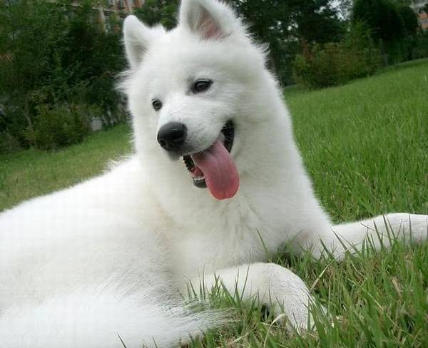 最懒的4种狗狗,萨摩耶入选,一起来看看我们家的狗狗入选了没有 最懒的4种狗狗,萨摩耶入选,一起来看看我们家的狗狗入选了没有