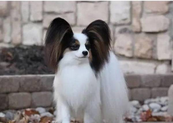 ����Ȯ��ʲô����