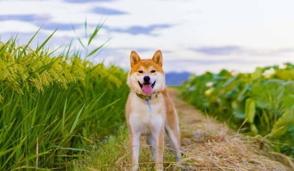 你对柴犬掌握有多少呢?一起来认识一下柴犬吧! 你对柴犬掌握有多少呢?一起来认识一下柴犬吧!