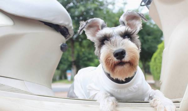 雪纳瑞的六大缺陷,养以前要先考量清晰 雪纳瑞的六大缺陷,养以前要先考量清晰