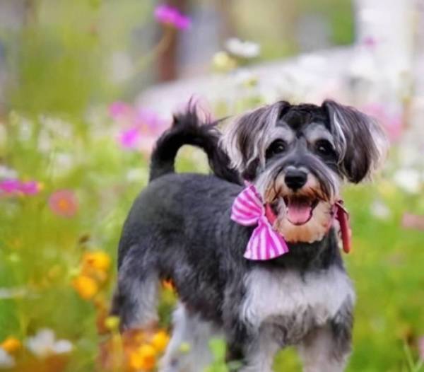 雪纳瑞的六大缺陷,养以前要先考量清晰 雪纳瑞的六大缺陷,养以前要先考量清晰