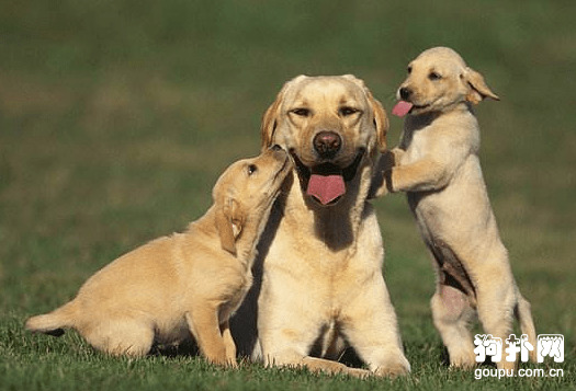 ���ʺ��ڳ�������ʮ�ֹ���