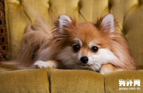 如何挑选一只和自己性格相近的狗狗 如何挑选一只和自己性格相近的狗狗