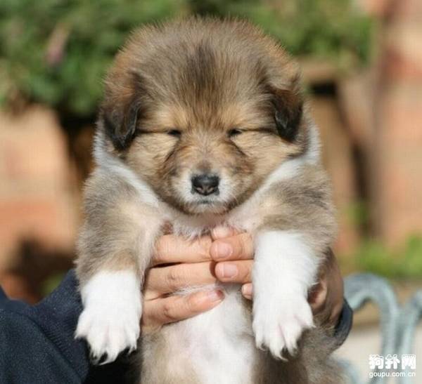 ��������Ǯһֻ���ո�������Ȯ�۸���̵�