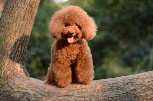 狗狗奶粉推荐 狗狗奶粉推荐