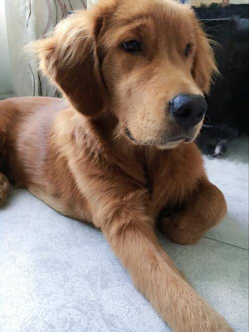 �����̷��Ƽ�