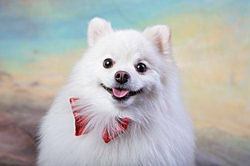 �����̷��Ƽ�