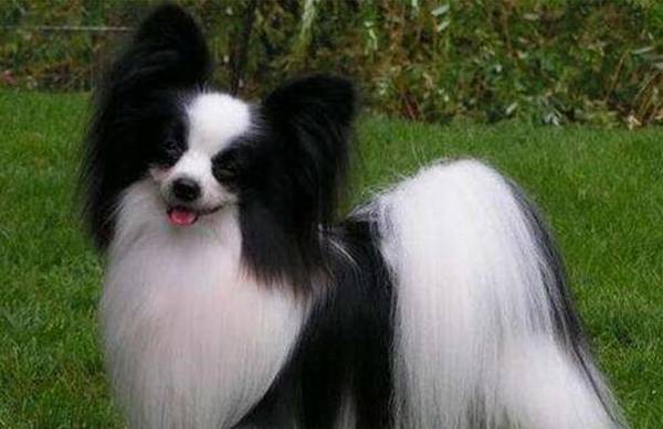 温顺的小型犬有哪些品种 温顺的小型犬有哪些品种