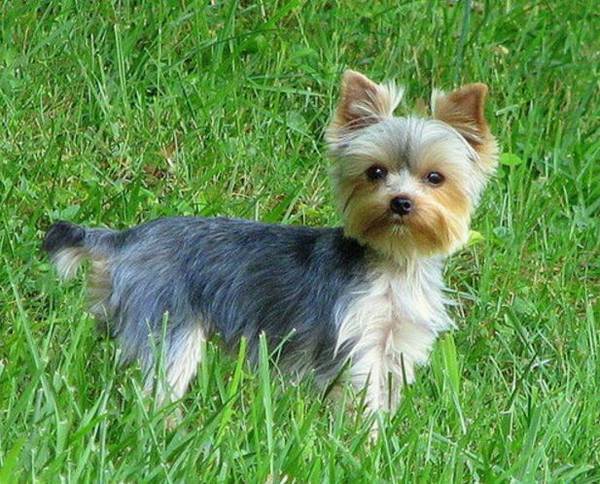 温顺的小型犬有哪些品种 温顺的小型犬有哪些品种