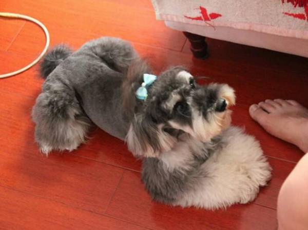 适合家养的小型犬有哪些 适合家养的小型犬有哪些