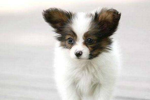 适合家养的小型犬有哪些 适合家养的小型犬有哪些