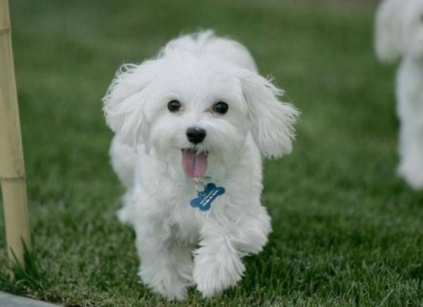 适合家养的小型犬有哪些 适合家养的小型犬有哪些