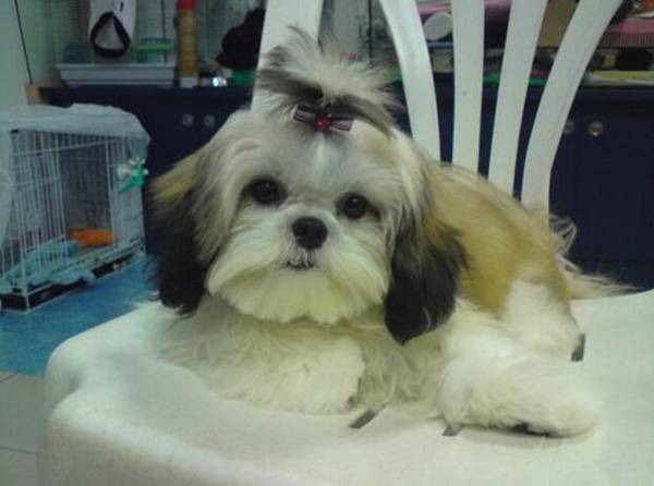 适合家养的中小型犬 适合家养的中小型犬