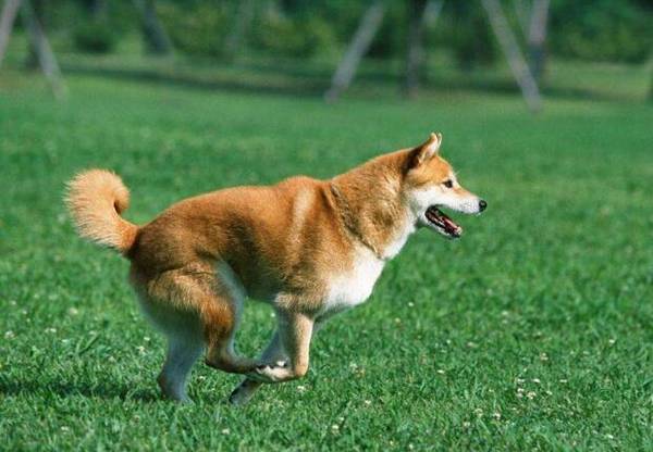 中型犬有哪些品种,中型犬种类 中型犬有哪些品种,中型犬种类