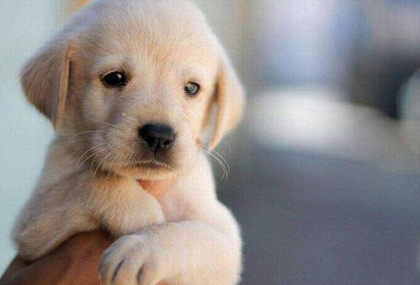 网上买狗可靠吗? 网上买狗可靠吗?