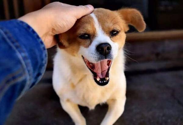 网上买狗可靠吗? 网上买狗可靠吗?