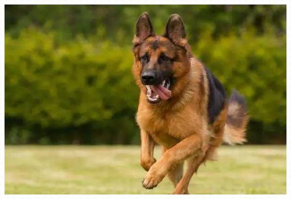 一起来撸狗之智商最大的5种犬! 一起来撸狗之智商最大的5种犬!