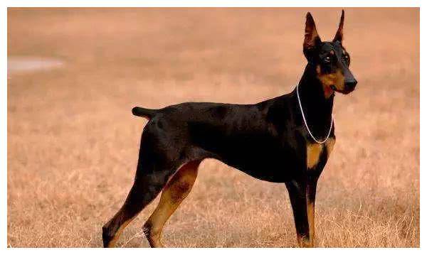 一起来撸狗之智商最大的5种犬! 一起来撸狗之智商最大的5种犬!