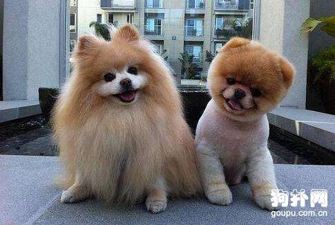 什么狗狗长不大?长不大的狗狗种类汇总 什么狗狗长不大?长不大的狗狗种类汇总