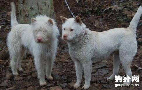 下司犬怎么卖?下司犬多少钱一只? 下司犬怎么卖?下司犬多少钱一只?