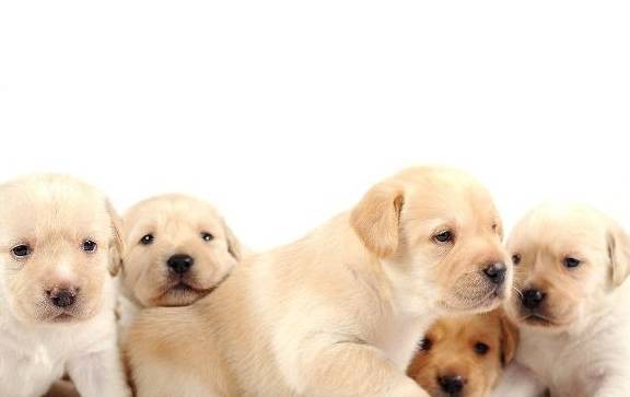 ������ϲ��ʳ��TOP5��������Թ������ԣ��Ǵ���Ȼ��θ���򻯴ٽ�