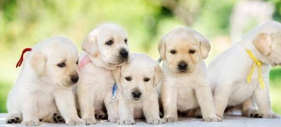 ������ϲ��ʳ��TOP5��������Թ������ԣ��Ǵ���Ȼ��θ���򻯴ٽ�