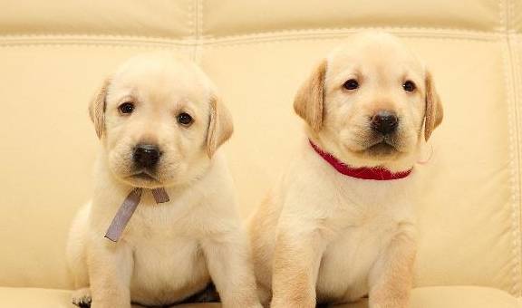 ������ϲ��ʳ��TOP5��������Թ������ԣ��Ǵ���Ȼ��θ���򻯴ٽ�