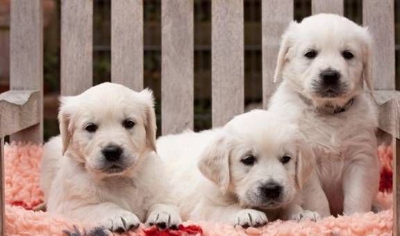 ������ϲ��ʳ��TOP5��������Թ������ԣ��Ǵ���Ȼ��θ���򻯴ٽ�