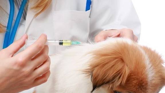 养宠物的注意了!假如狗狗发生这4个数据信号,很可能是患上了狂犬病 养宠物的注意了!假如狗狗发生这4个数据信号,很可能是患上了狂