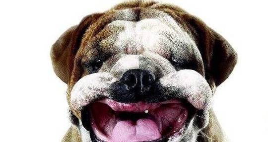 养宠物的注意了!假如狗狗发生这4个数据信号,很可能是患上了狂犬病 养宠物的注意了!假如狗狗发生这4个数据信号,很可能是患上了狂