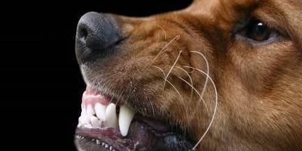 养宠物的注意了!假如狗狗发生这4个数据信号,很可能是患上了狂犬病 养宠物的注意了!假如狗狗发生这4个数据信号,很可能是患上了狂