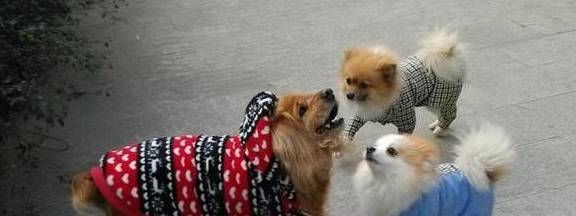 狗狗中间怎么会有喜歡和反感之分呢? 狗狗中间怎么会有喜歡和反感之分呢?