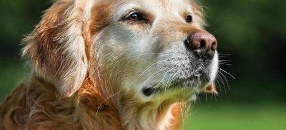 金毛狗狗过世前的4个现象,你准备好了吗? 金毛狗狗过世前的4个现象,你准备好了吗?