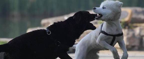 狗狗中间怎么会有喜歡和反感之分呢? 狗狗中间怎么会有喜歡和反感之分呢?