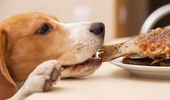 狗狗该如何喂养,给狗狗提升营养成分千万别深陷这好多个错误观念 狗狗该如何喂养,给狗狗提升营养成分千万别深陷这好多个错误观念