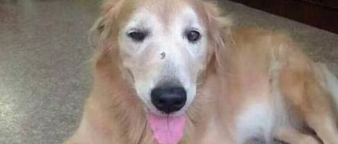 金毛狗狗过世前的4个现象,你准备好了吗? 金毛狗狗过世前的4个现象,你准备好了吗?