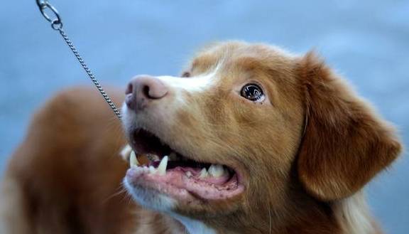 狗狗吠叫不断,噪音扰民?四种方式让狗狗变乖变清静 狗狗吠叫不断,噪音扰民?四种方式让狗狗变乖变清静